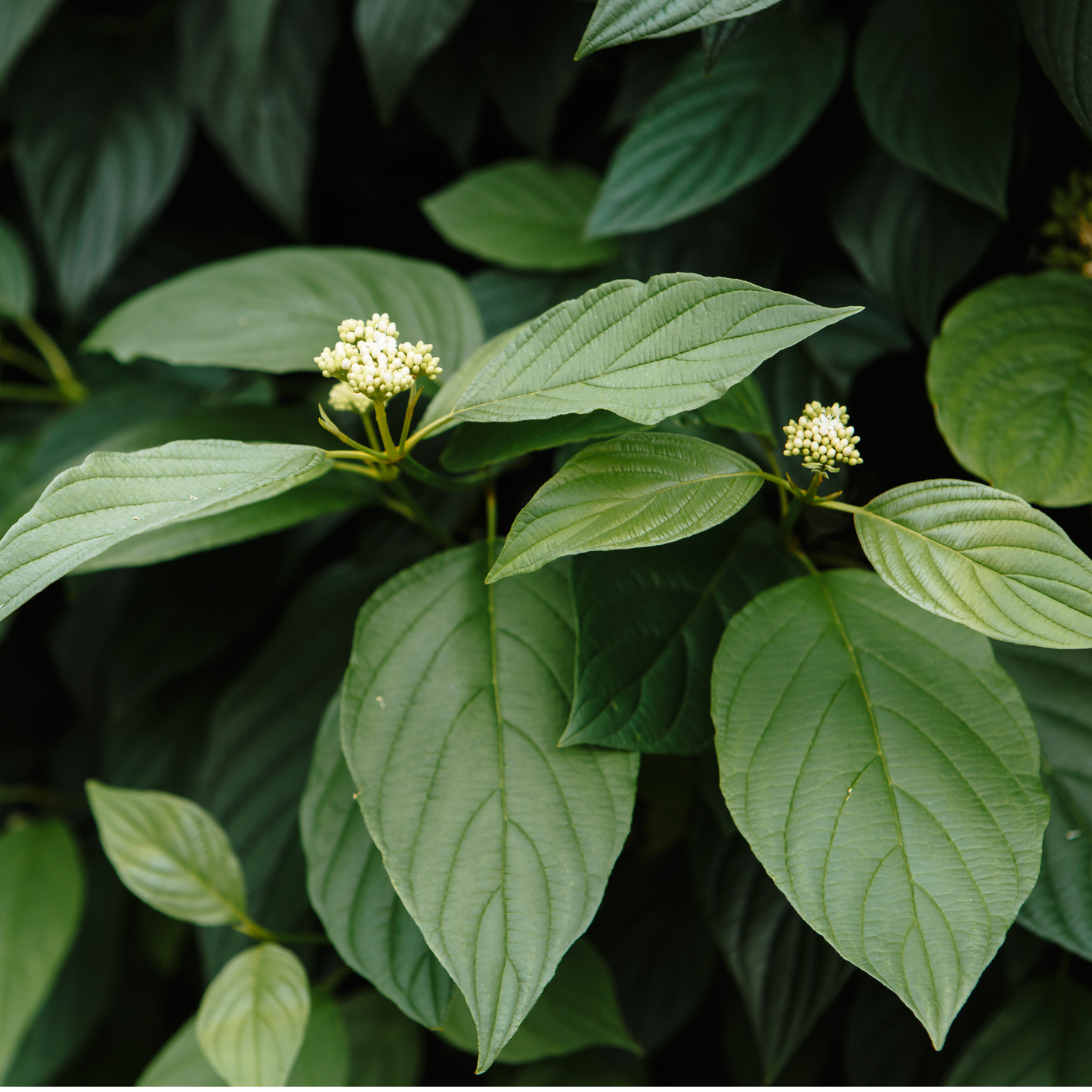 Western Snowberry Tree Seeds | Wolfberry | (Symphoricarpos occidentalis)