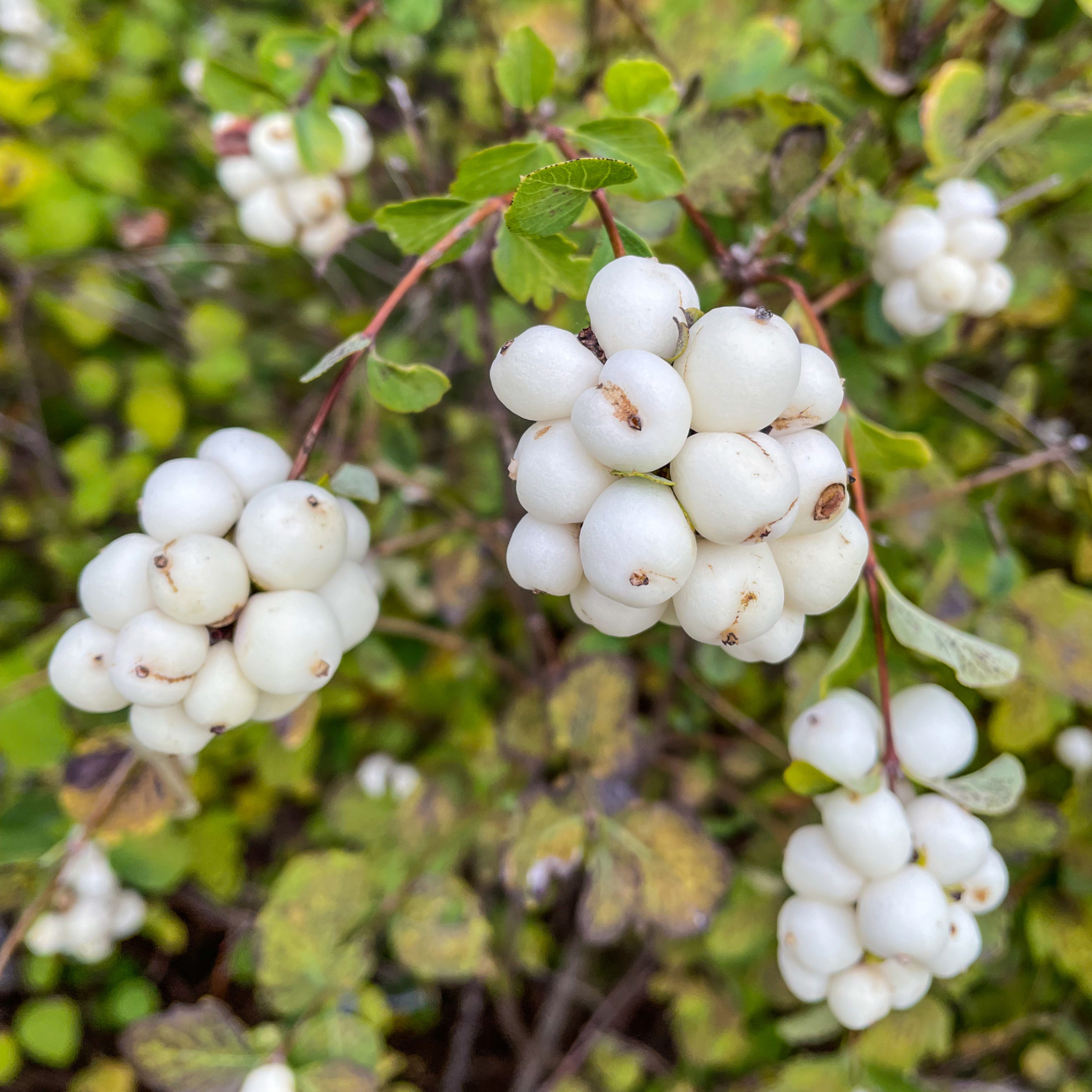 Western Snowberry Tree Seeds | Wolfberry | (Symphoricarpos occidentali ...